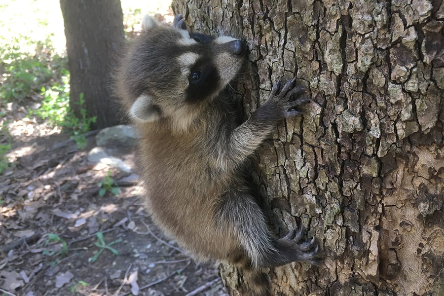 Raccoon Baby 